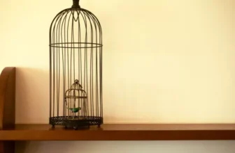 The Importance of Cage Placement in Your Home