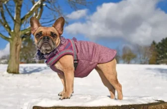 Stylish and Functional Dog Winter Coats