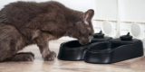 How Can Smart Pet Feeders Help You Control Portion Sizes and Meal Times?
